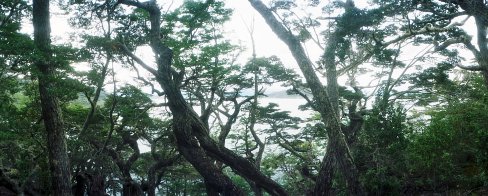 Trees In Tierra Del
