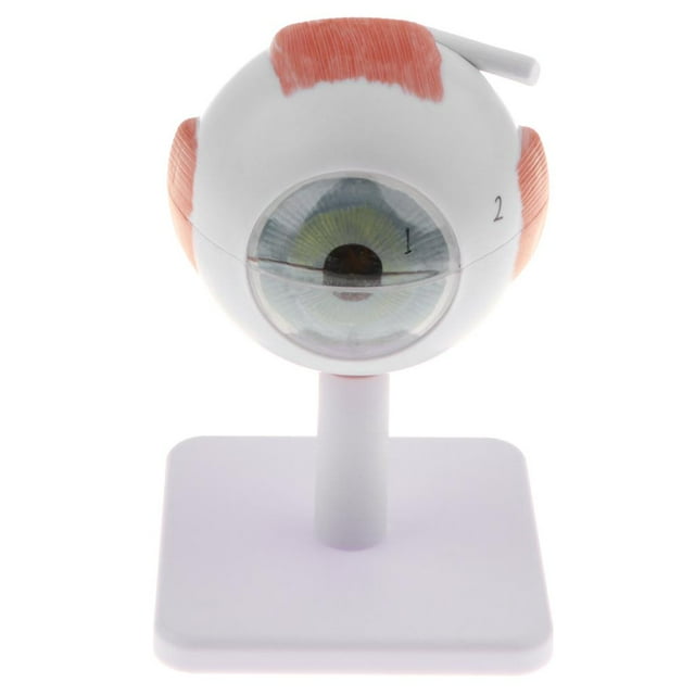 Modelo Científico de Anatomía Ocular | 3 Veces El Modelo Ampliado Diseca en 6 Sunnimix Figura bola de ojo humano