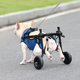 thumbnail image 3 of Dog Wheelchair Disability Dog Hind Legs Bracket Cat Dog Injured And Weak Rehabilitation Aid Car Adjustable Pet Walk Booster ShopWise Round, 3 of 6