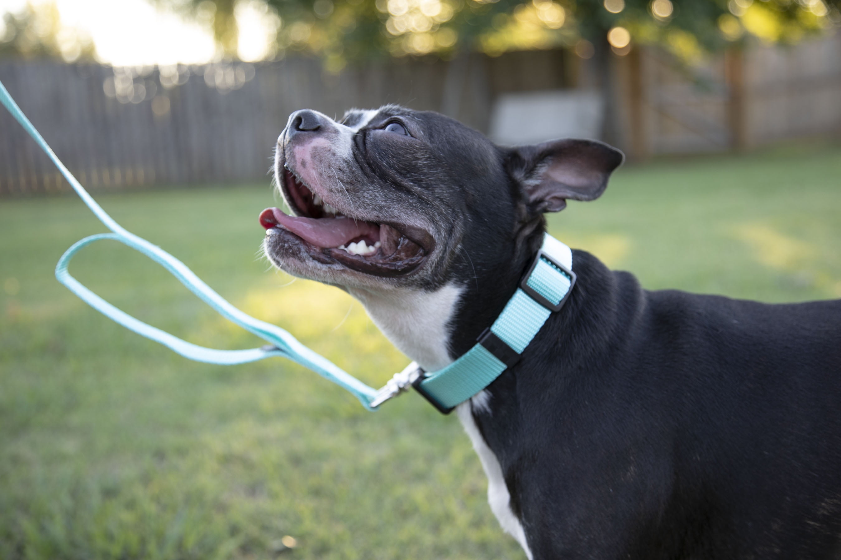Country Brook Petz® Light Cyan Everyday Nylon Dog Collar and Leash, Medium