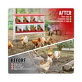 thumbnail image 6 of Chic-Ken Nesting B-ox, 6 Compartment Chicken Nesting Box with Legs, Metal Chicken Laying Boxes with Perch, Metal Roll Away Eggs Laying Boxes, Versatile Wall Mount or Free Standing for Chickens, 6 of 7