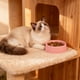 thumbnail image 4 of RKSTN Cat Bowls Round Plastic Pet Bowl, Plastic Pet Eating Bowl, Easy to Clean Cat Dog Eating Bowl Pink, 4 of 6