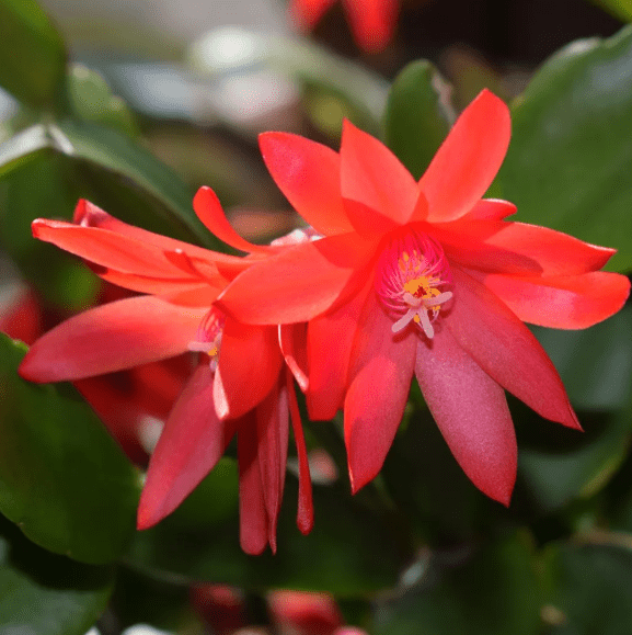 Set 2 Random Easter Cactus Plants Live for Planting, Spring Blooming Flowering Succulent Plants for Indoor Houseplant in 2 Inch Pot (Red or Pink)
