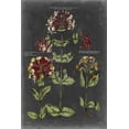 thumbnail image 2 of Art.com Vintage Botanical Chart I Art Print by Vision Studio, 24" x 36", 2 of 4