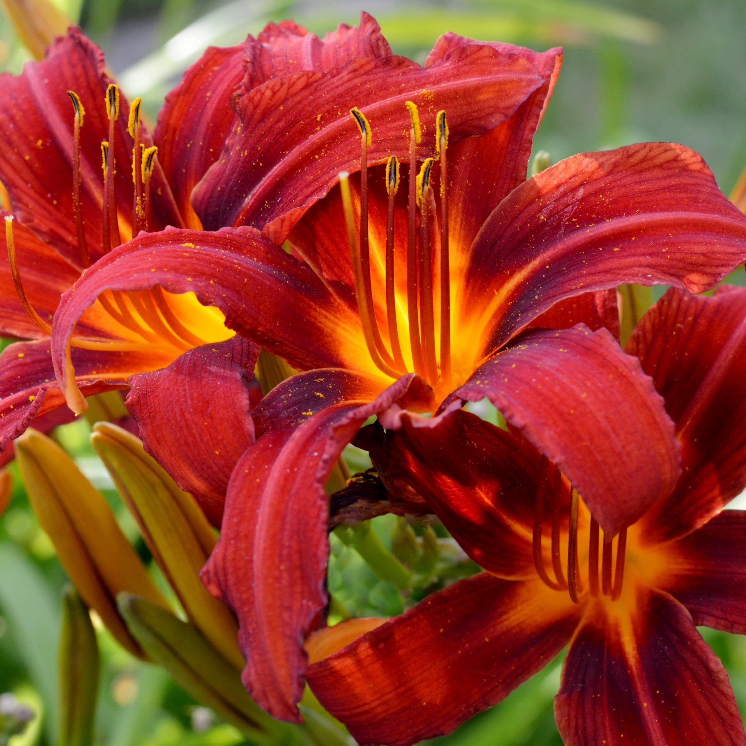 National Plant Network Bare Root Daylily Autumn Red (5-Pack)