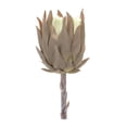 thumbnail image 2 of Home Decorative Protea Stem (Set of 6) 20"H Plastic, 2 of 3