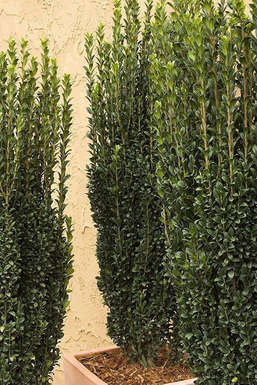 Sky Pencil Japanese Holly - 2 Live Gallon Size Plants - Ilex Crenata - Low Maintenance Formal Evergreen Hedge