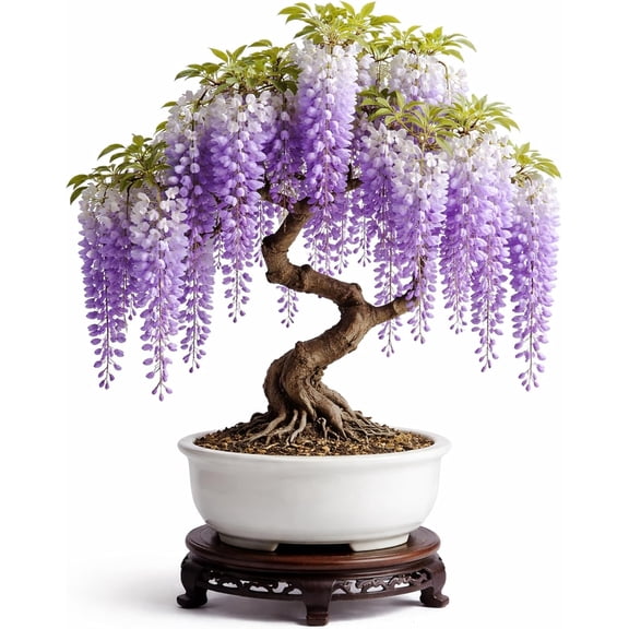 Wisteria Bonsai Starter Tree (1 Year Old Live Plant) – Wisteria Floribunda Seedling – Fast Growing Flowering Vine for Bonsai Training – Outdoor/Indoor Bonsai Tree Starter Kit Plant