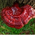 thumbnail image 4 of Cultures de Champignons Gourmet et Médicinales (Ganoderma tsugae), 4 of 4