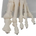 thumbnail image 5 of Foot Joint Model, Human Anatomy Model, Life Size, Foot Anatomy Model, 5 of 5