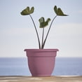 thumbnail image 2 of Bloem Ariana 16" Self-Watering Plastic Planter - Rolled Rim Indoor/Outdoor Garden Pot, Dusty Rose, 2-Pack, 2 of 8