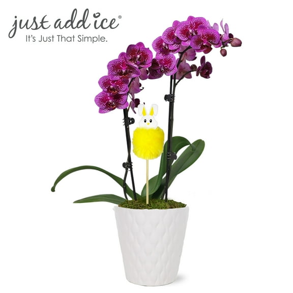 Just Add Ice 15-20" Petite Purple Orchid Live Plant with Bunny in 3" White Ceramic Pot, House Plant