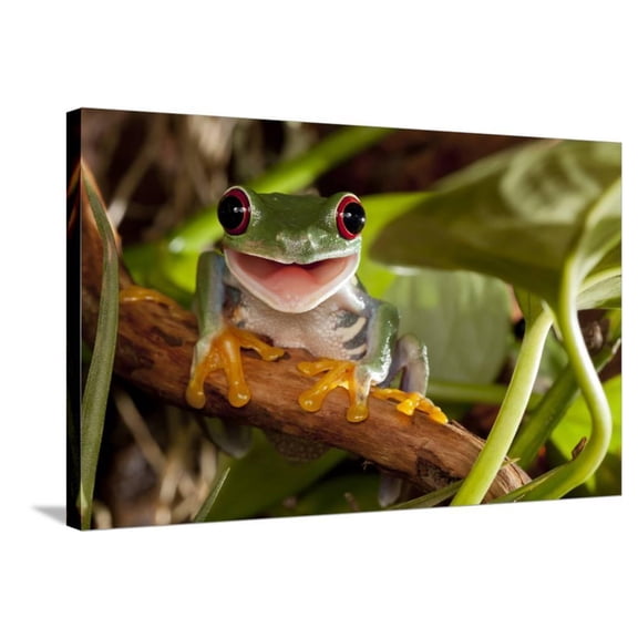 RedEyed Tree Frog Smile, Animals Stretched Canvas Wall Art by Linas T Sold by ArtCom