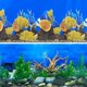 thumbnail image 1 of XCNO Fondo de Acuario Fondo Marino Roca de Coral Plantas de Agua Fondo de Tanque de Peces Fondo de Tanque de Peces de 10 20 galones para Acuario, 1 of 1