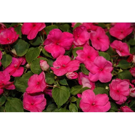 Impatiens 'Xtreme Bright Rose'–Vibrant Annual for Shade 6" Pot
