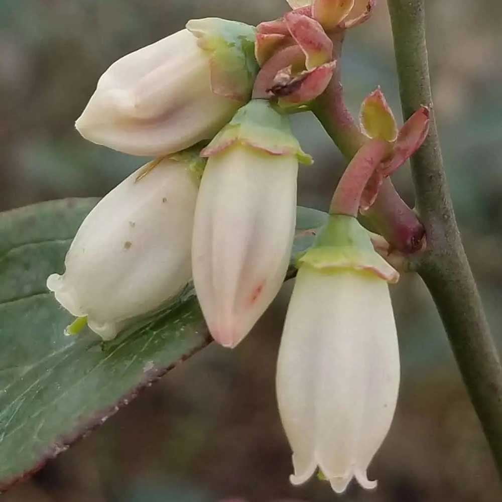 Expert Gardener Woodard Rabbiteye Blueberry Bush (2.5 Gallon) Fruit-Bearing Deciduous Shrub - Live Outdoor Plant