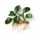 Canton Aquatics Anubias Nana Bare Root Live… product image