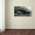 thumbnail image 4 of Trademark Fine Art "American Coot" Canvas Art by John James Audubon, 4 of 4