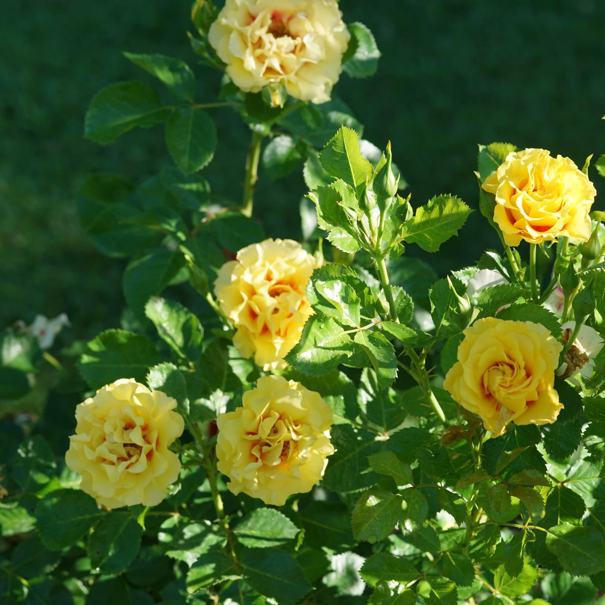 Proven Winners ColorChoice 5" Multicolor Rise Up Ringo Rose Live Plant in 4.5" Pot (4 Count)