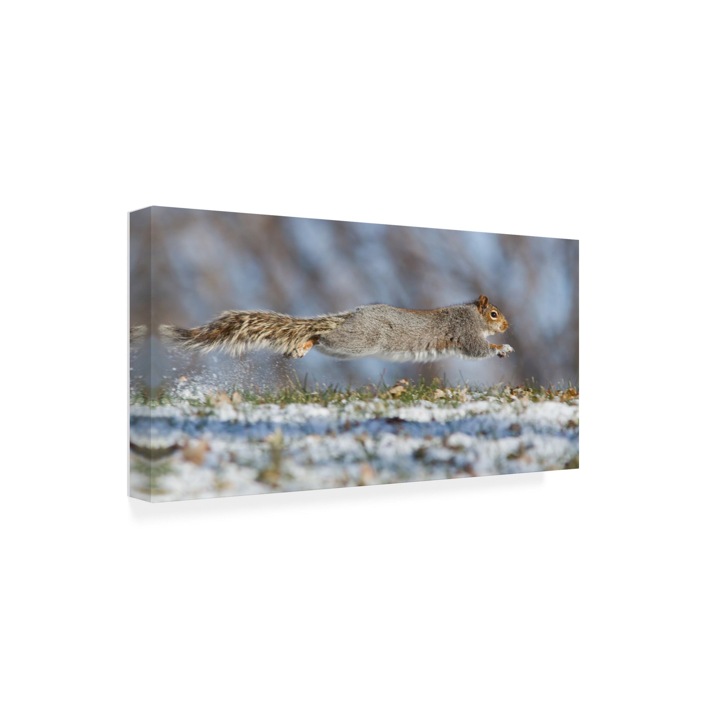 Mircea Costina 'High Speed Squirrel' Canvas Art