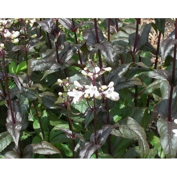 Daylily Nursery Husker Red Live Plants in Pot, Attract Hummingbirds