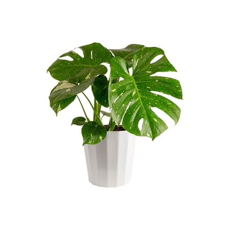 Costa Farms 36" Thai Constellation Monstera Live House Plants in 10" Décor Pot