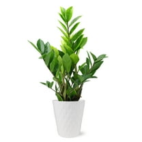 Wild Interiors 13-16" Zamioculcas ZZ Live Plant in 5" White Ceramic Pot, House Plant