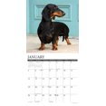 thumbnail image 3 of Dachshunds 2026 12 X 12 Wall Calendar, (Hardcover), 3 of 5