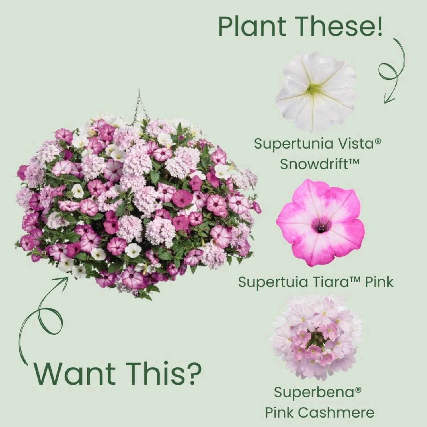 Proven Winners 4" White Supertunia Vista Snowdrift Petunia Live Plant in 4.25" Pot (4 Count)