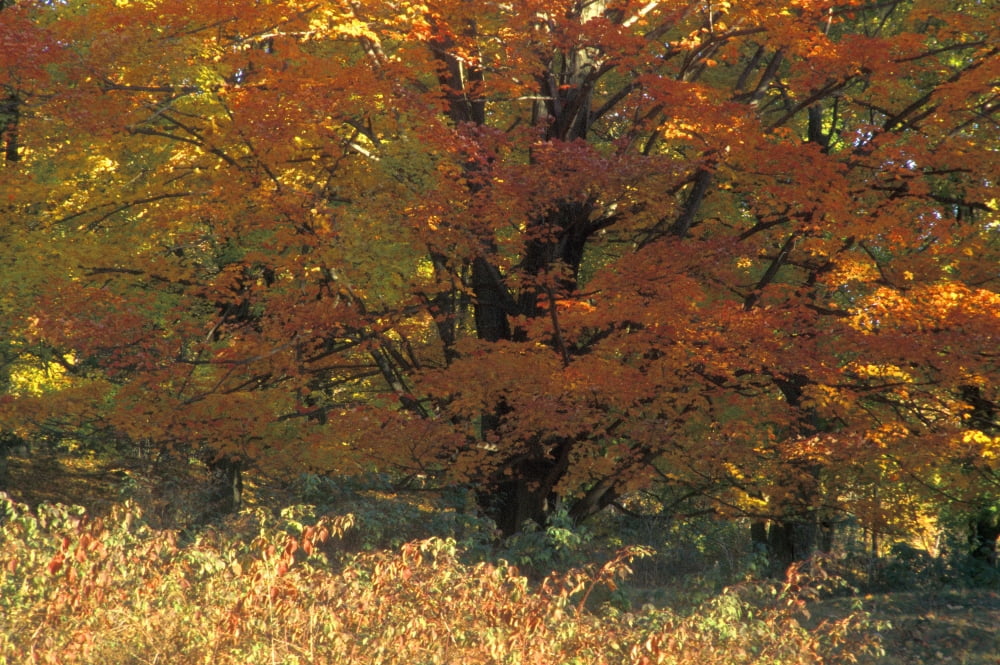 Autumn Tree Canvas Art - David Chapman Design Pics (17 x 11)