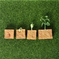 thumbnail image 3 of Vogacara Modelo de ciclo de crecimiento de plantas de frijol verde, ciclo de vida de plantas, juguete educativo de evolución para niños Juguetes Vogacara FN005936-00, 3 of 6