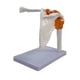 thumbnail image 2 of Herramienta De Aprendizaje : Articulación Del Hombro 1: Modelo De De Ligamento, Decoración Del ,, 2 of 6