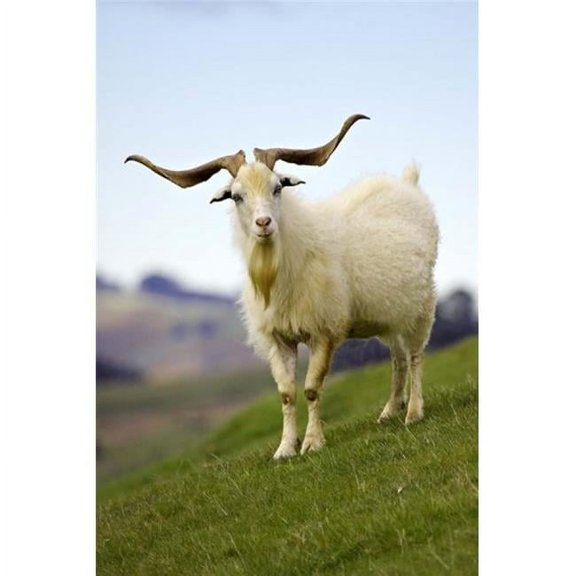 Posterazzi PDDAU02DWA0227 Goat Taieri Near Dunedin South Island New Zealand Poster Print by David Wall - 17 x 26 in.