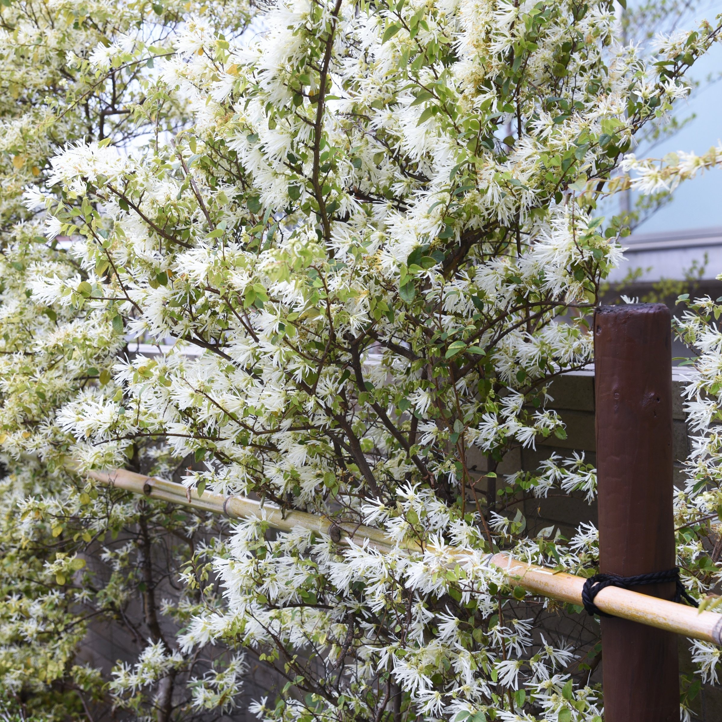 National Plant Network 1 gal. White Fringe Tree