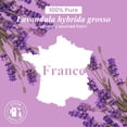 thumbnail image 2 of Aceite Esencial de Lavanda Handcraft 100% Puro y Natural con Goteador de Vidrio Premium 4 OZ, 2 of 7