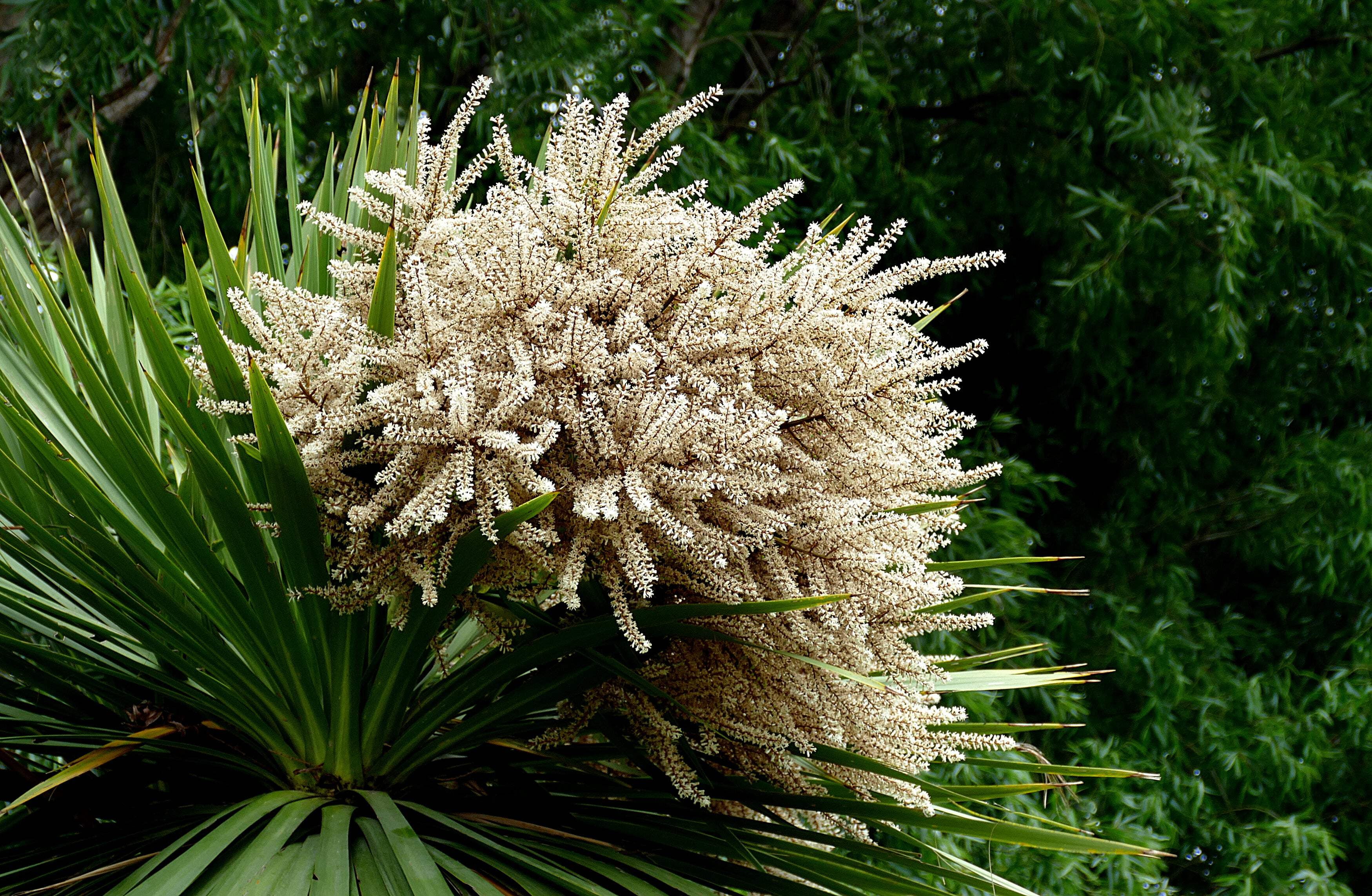 25 BLUE DRACAENA ( Spikes / Broad Leaved Cabbage Tree / Mountain