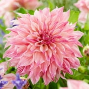 Dahlia 'Cafe au Lait Royal' - 3 Plant Divisions, Pink Flowers in Summer Blooming Gardens