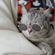 thumbnail image 2 of Gafas de sol monas y modernas para mascotas: gafas de sol para perros y gatos, accesorios de moda para fiestas, accesorios y atrezo monos para mascotas, regalo, 2 of 4