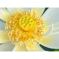 thumbnail image 4 of 5 Rare Seeds| Song Of The Moon Lotus Seeds - Indian Lotus (Nelumbo nucifera) Seeds - Flower Seeds - B3G1 #Q030, 4 of 5