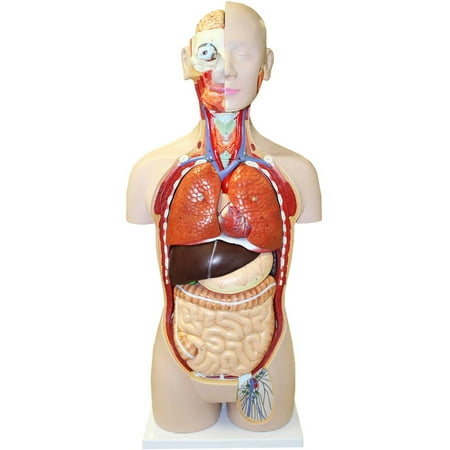 Walter Products Sexless Human Torso, 20 parts