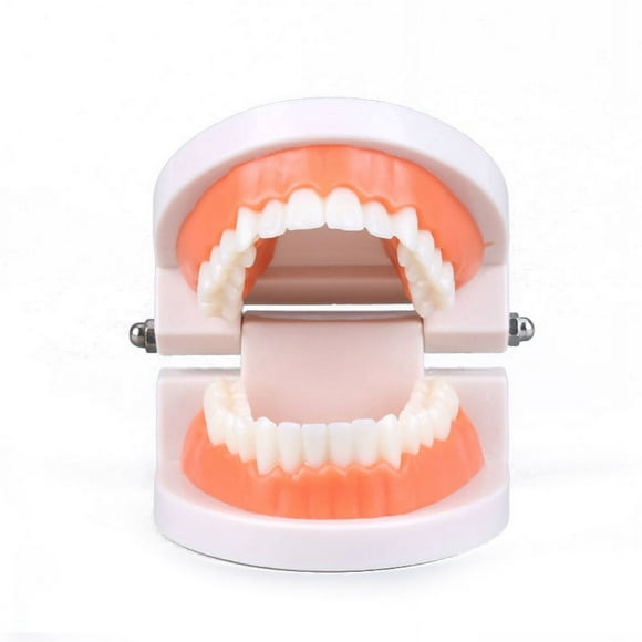 FNNMNNR Montessori Educational Toys For Children Early Learning Intelligence Brushing Tooth Teaching Aids Simulated Practical LifeT Eaching Aids Tooth Practice Life Skill Toys