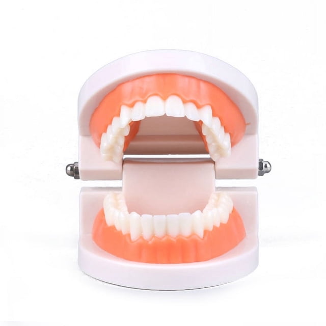 QJUHUNG Montessori Educational Toys For Children Early Learning Intelligence Brushing Tooth Teaching Aids Simulated Practical LifeT Eaching Aids Tooth Practice Life Skill Toys