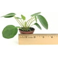 thumbnail image 2 of Pilea peperomioides (2" Pot) (Chinese Money Plant/Pancake Plant/UFO Plant), 2 of 3
