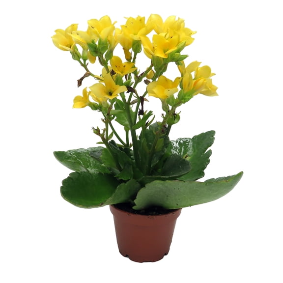 Yellow Kalanchoe - 2.5" Pot - In Bud and Bloom / Easy House Plant