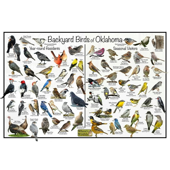 Backyard Birds of Oklahoma Bird Identification Poster - Birdwatching Nature Chart