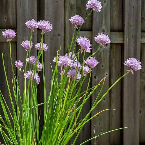 20 Mature Live Chive Plants, Live Garlic Chives Indoor Outdoor Landscape, 3-5'' Tall