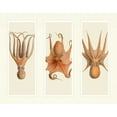 thumbnail image 2 of Fab Funky 14x12 Black Ornate Wood Framed with Double Matting Museum Art Print Titled - Trio of Octopus on 3 Panels, 2 of 4