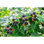 50 *Seeds BLACK RASPBERRY Rubus Leucodermis Fruit Bush Vine Seeds