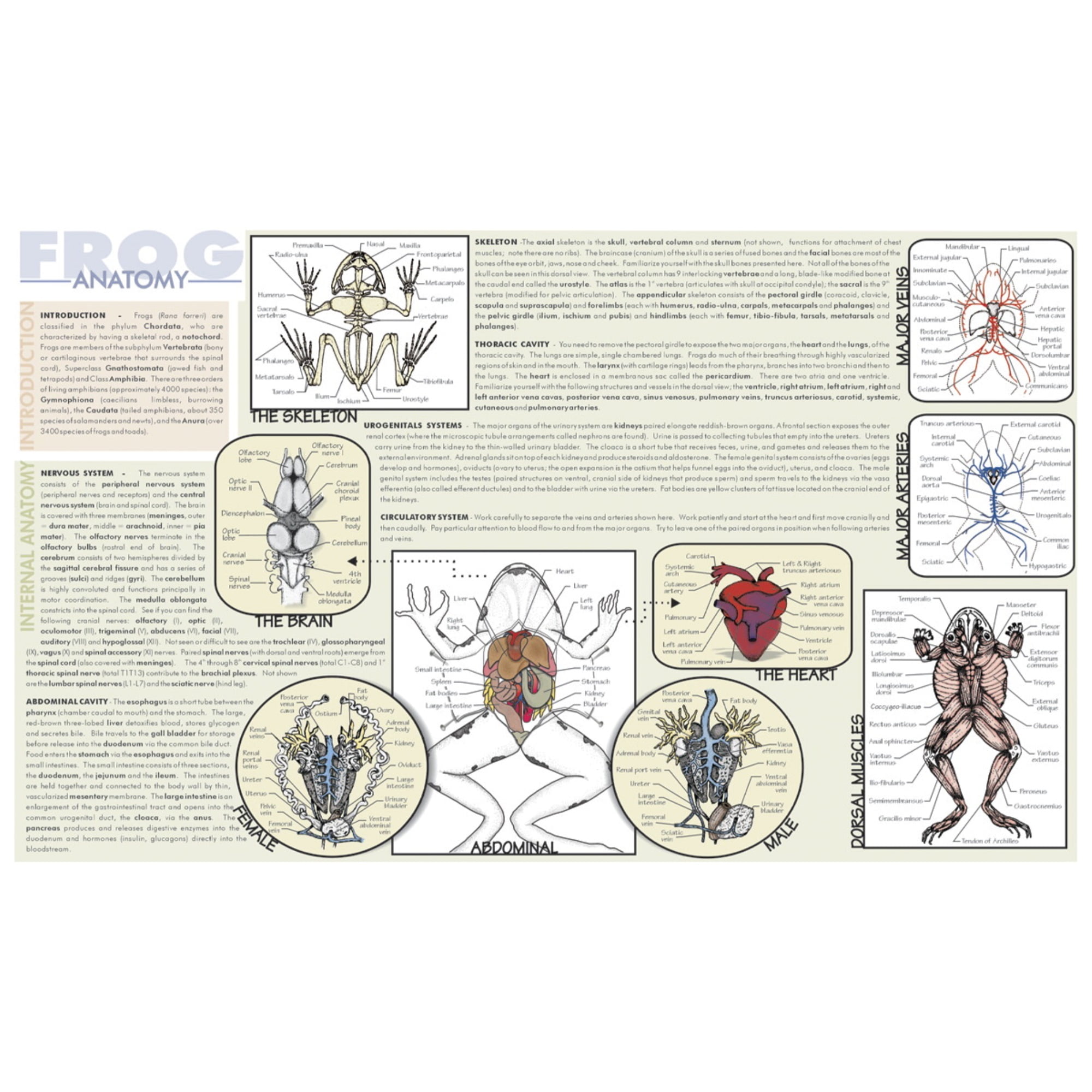 Frey Scientific Laminated Dissection Mat, 0.2 Mil Thick, Frog Anatomy