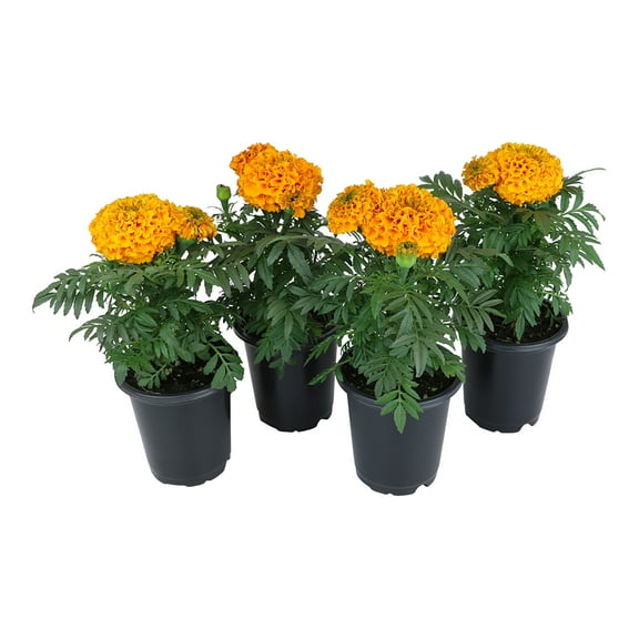 Expert Gardener Orange African Marigold Flower Annuals, Real Marigolds, 4" Pots, Full Sun (4 Count)